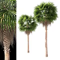 Tall Palm Trees With Lush Green Fronds And Smooth Brown Trunks