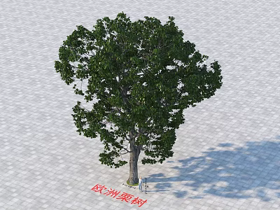 European Chestnut Tree With Lush Green Foliage And Broad Canopy On Paved Ground 3d model