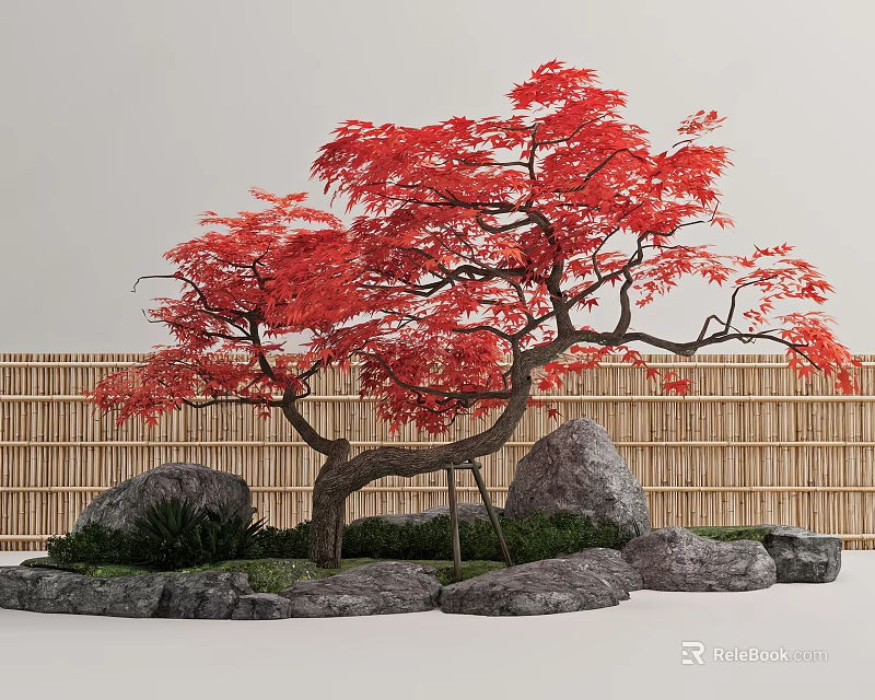 Red Maple Tree with Red Leaves Curved Trunk in Garden with Rocks and Bamboo Fence 3d model 