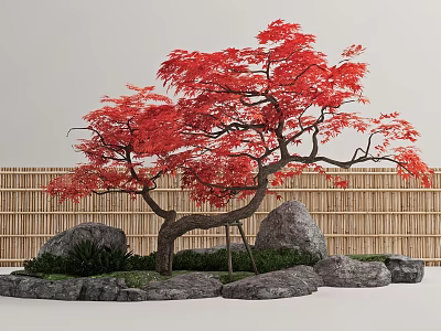 Red Maple Tree with Red Leaves Curved Trunk in Garden with Rocks and Bamboo Fence 3d model