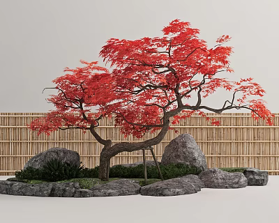 Red Maple Tree with Red Leaves Curved Trunk in Garden with Rocks and Bamboo Fence 3d model