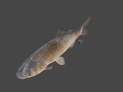 Gray Fish With Scales And Fins On Plain Gray Background 3d model