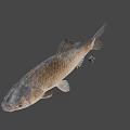 Gray Fish With Scales And Fins On Plain Gray Background