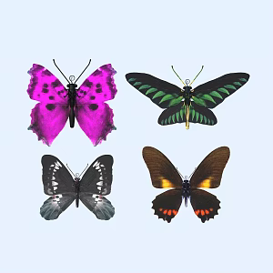 butterfly animal flying creature 3d model