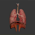 Human Lungs 3D Anatomical Model With Pink Lobes And Trachea Structure 3d model