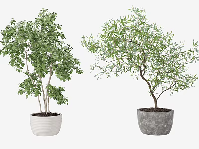 Bonsai Potted Plants With Green Lush Foliage In White And Gray Concrete Pots 3d model