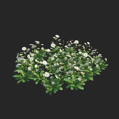 Daisy 3d model