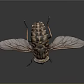 Detailed View Of House Fly With Transparent Wings And Striped Body On Dark Background