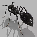 Detailed View Of Black Ant With Segmented Body Long Legs And Antennae