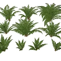 Different Sizes of Green Leafy Trees Arranged on White Background