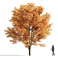 Golden Leaf Arbor With Pedestrian Walking Beside In White Background