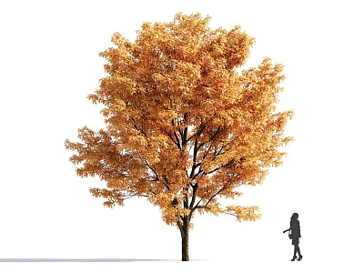 Golden Leaf Arbor With Pedestrian Walking Beside In White Background 3d model