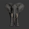Realistic Gray Elephant Model With Long Ivory Detailed Texture And Standing Pose 3d model