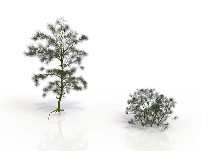 Tall and Short Pine Trees Featuring Slender Trunk Sparse and Dense Foliage on White Background 3d model