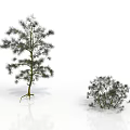 Tall and Short Pine Trees Featuring Slender Trunk Sparse and Dense Foliage on White Background