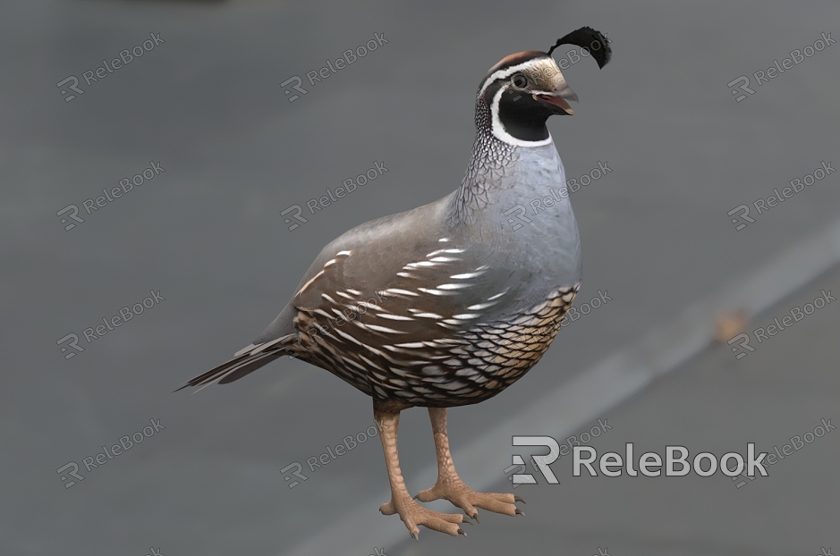 bead-neck quail california quail catalina quail crested quail san lucas quail bead-neck quail bird animal model