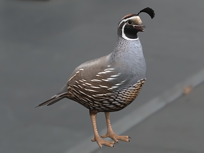 bead-neck quail california quail catalina quail crested quail san lucas quail bead-neck quail bird animal model