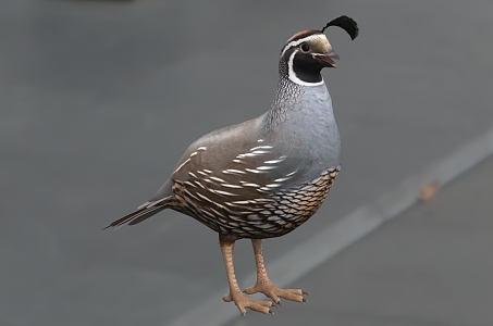 bead-neck quail california quail catalina quail crested quail san lucas quail bead-neck quail bird animal 3d model