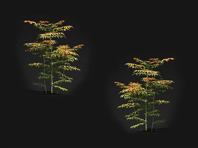 Ornamental Arbor Trees With Vibrant Orange Green Leaves And Slender Trunks 3d model