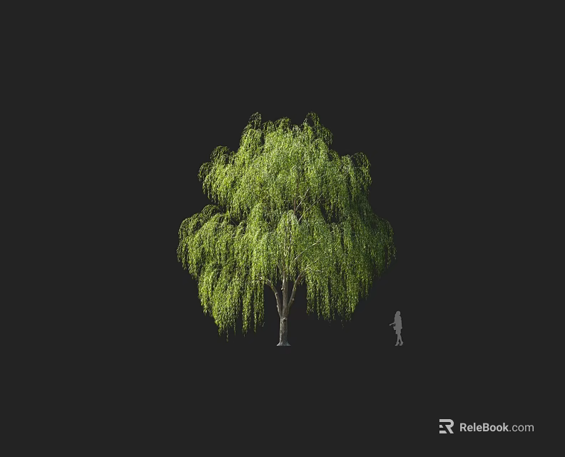Weeping Willow Tree with Green Drooping Branches in Natural Landscape and Human Figure for Scale 3d model 