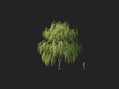 Weeping Willow Tree with Green Drooping Branches in Natural Landscape and Human Figure for Scale 3d model