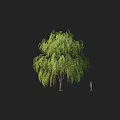 Weeping Willow Tree with Green Drooping Branches in Natural Landscape and Human Figure for Scale