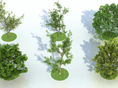 Various Types of Trees Growing on Circular Grass Patches with Natural Shadows on White Background 3d model