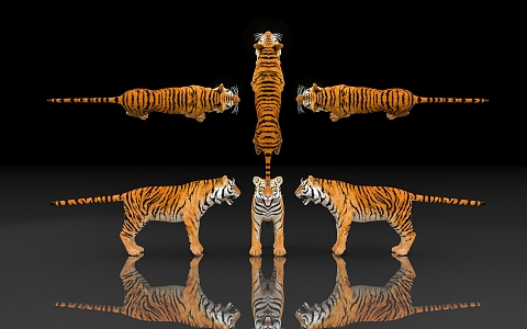 Tiger Siberian Tiger Protected Animals Specimen of Endangered Animals Biology of Terrestrial Beasts Museum Exhibition Hall Zoo Display 3d model