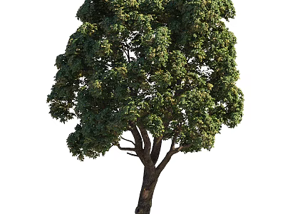 Tall Green Arbor With Dense Foliage And Sturdy Trunk For Garden Landscape 3d model