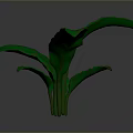 Green Leafy Plant With Large Wavy Leaves And Prominent Veins For Indoor Decor