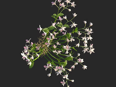 Delicate White And Pink Small Flowers With Green Leaves In Bushy Cluster 3d model