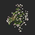 Delicate White And Pink Small Flowers With Green Leaves In Bushy Cluster
