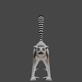 Gray Lemur With Black And White Striped Tail In Standing Posture 3d model