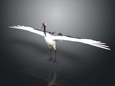 Red Crowned Crane with Spread Wings White Plumage and Red Crown on Dark Background 3d model
