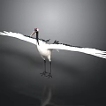 Red Crowned Crane with Spread Wings White Plumage and Red Crown on Dark Background