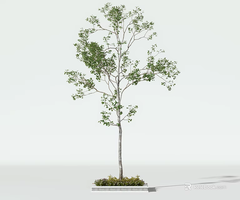 Single Arbor With Green Leaves And Slender Trunk On White Background 3d model 
