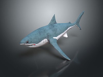 Modern shark great white shark whale shark hammerhead shark 3d model