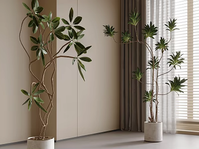 Bonsai Plants In Modern Interior With Curved Branches Green Leaves White Pots And Curtains 3d model
