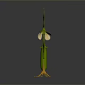 Growing Fresh Pea Pod Plant with Green Leaves White Flower Vines and Orange Roots