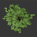 Lush Green Tree With Brown Trunk And Dense Foliage On Gray Background