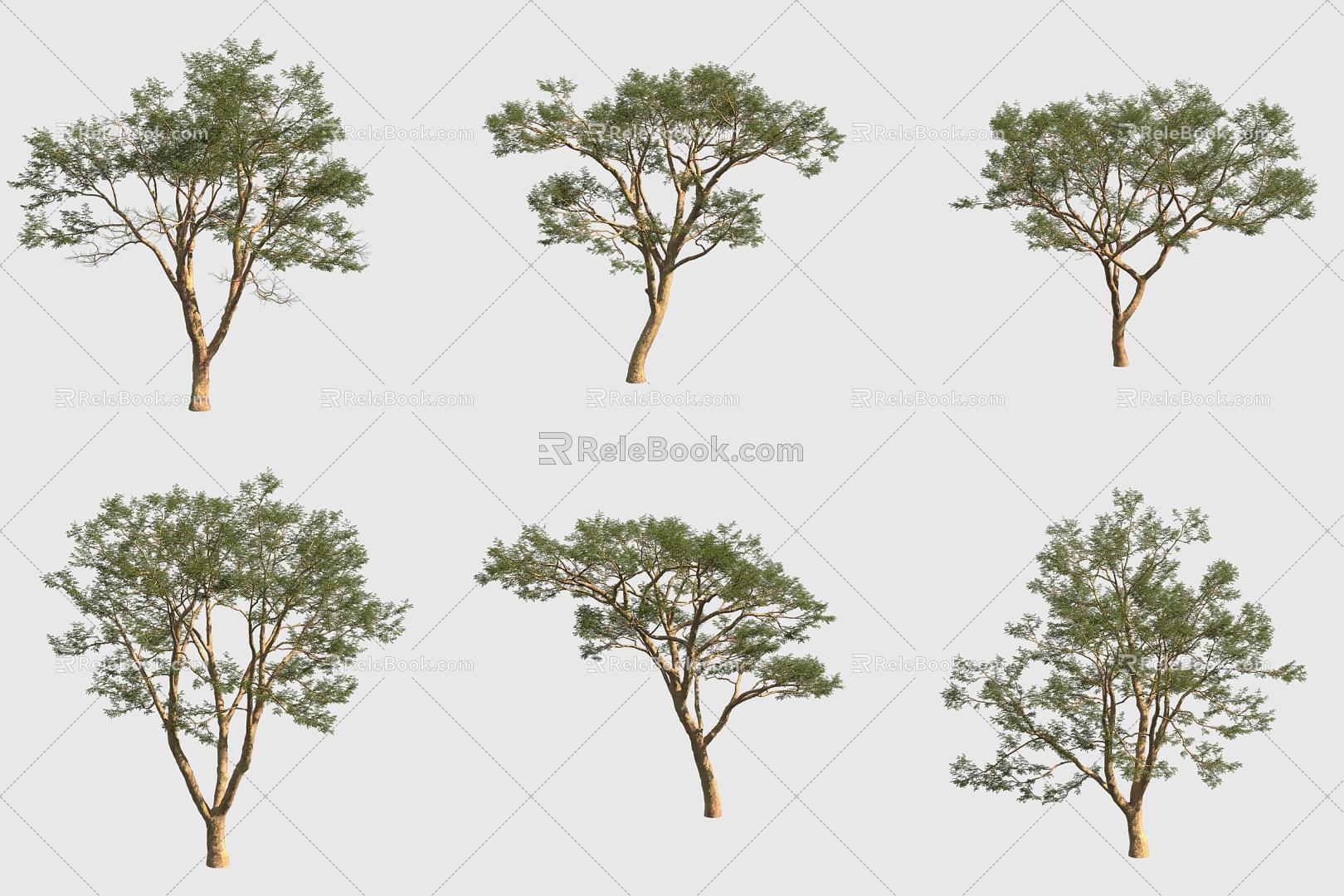 yellow-bark golden acacia tree 3d model