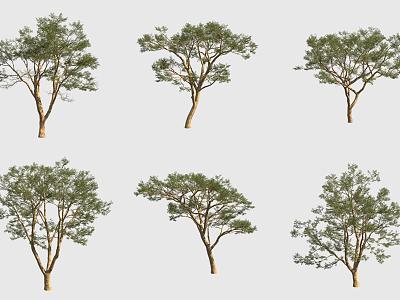 yellow-bark golden acacia tree 3d model