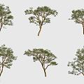 yellow-bark golden acacia tree 3d model