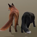 Red Fox and Black Wolf Standing with Realistic Fur Details on Gray Background
