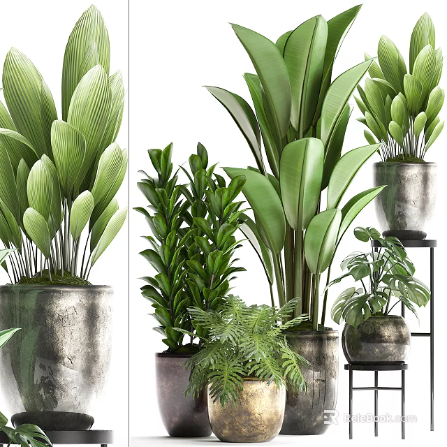 Various Green Potted Plants With Different Leaf Shapes In Decorative Metal And Ceramic Containers 3d model 