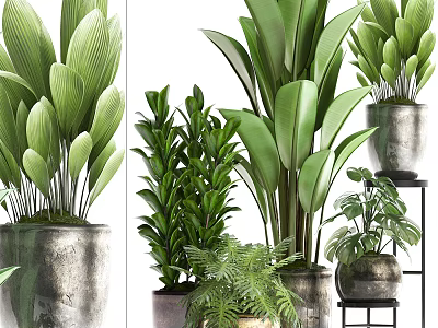 Various Green Potted Plants With Different Leaf Shapes In Decorative Metal And Ceramic Containers 3d model