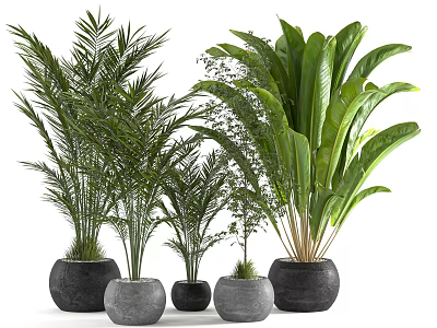 Assorted Potted Plants With Various Sizes And Lush Green Foliage In Stone Pots 3d model