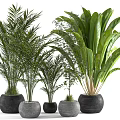 Assorted Potted Plants With Various Sizes And Lush Green Foliage In Stone Pots