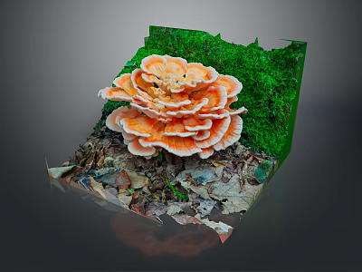 Orange Edible Mushroom Surrounded by Green Moss and Fallen Leaves 3d model