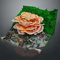 Orange Edible Mushroom Surrounded by Green Moss and Fallen Leaves